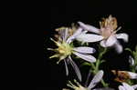 Common blue wood aster